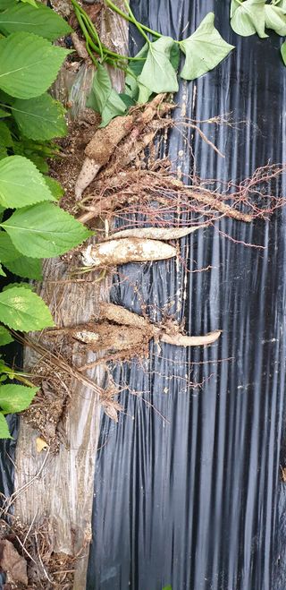 작은텃밭님의 고구마 · 병해충상담 작성글 사진