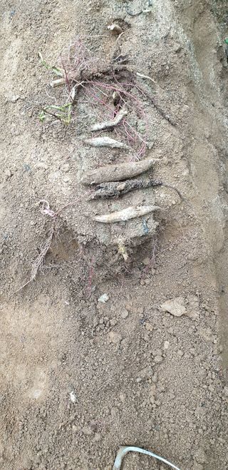 작은텃밭님의 고구마 · 병해충상담 작성글 사진