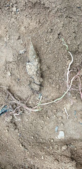 작은텃밭님의 고구마 · 병해충상담 작성글 사진