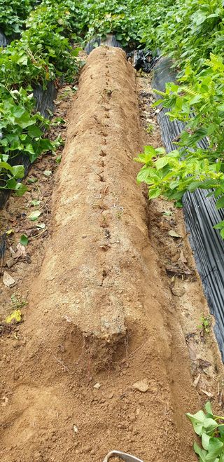 작은텃밭님의 고구마 · 병해충상담 작성글 사진