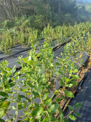 팜모닝회원 정정섭 님의 블루베리 · 자유게시판 작성글 사진