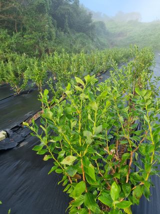 팜모닝회원 정정섭 님의 블루베리 · 자유게시판 작성글 사진