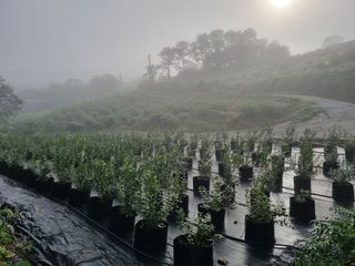 팜모닝회원 정정섭 님의 블루베리 · 자유게시판 작성글 사진