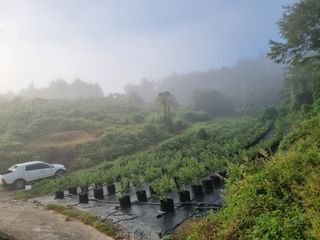팜모닝회원 정정섭 님의 블루베리 · 자유게시판 작성글 사진
