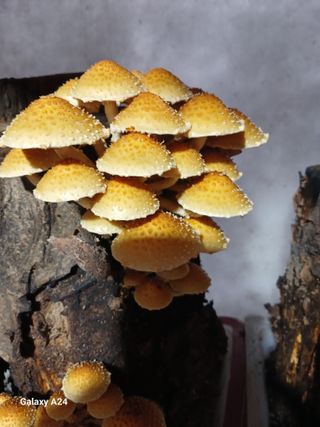 강성흔목사 님의 버섯 · 영농일지 작성글 사진