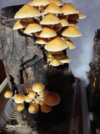 강성흔목사 님의 버섯 · 영농일지 작성글 사진