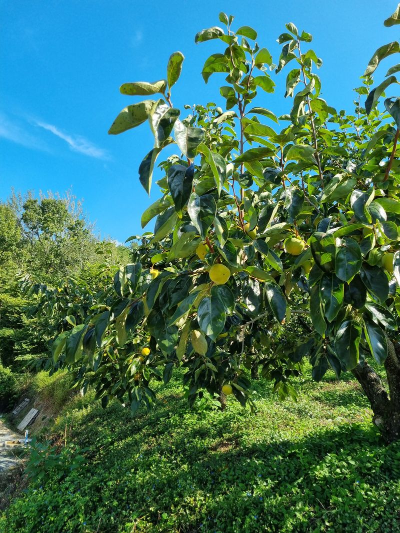장터 상품 [단감10Kg 25.000 ] 썸네일