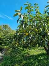 팜모닝 · 게시글 이미지