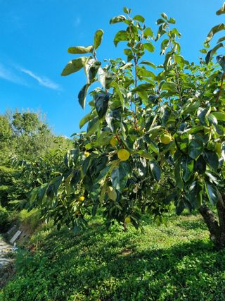 해풍맞은 맛있는 감님의 작성글 사진