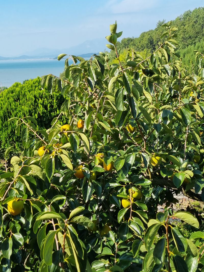 해풍맞은 맛있는 감님의 장터 판매 상품 [단감10Kg 25.000 ] 첨부 사진