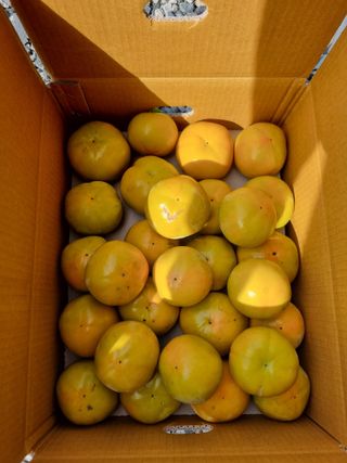 해풍맞은 맛있는 감님의 작성글 사진