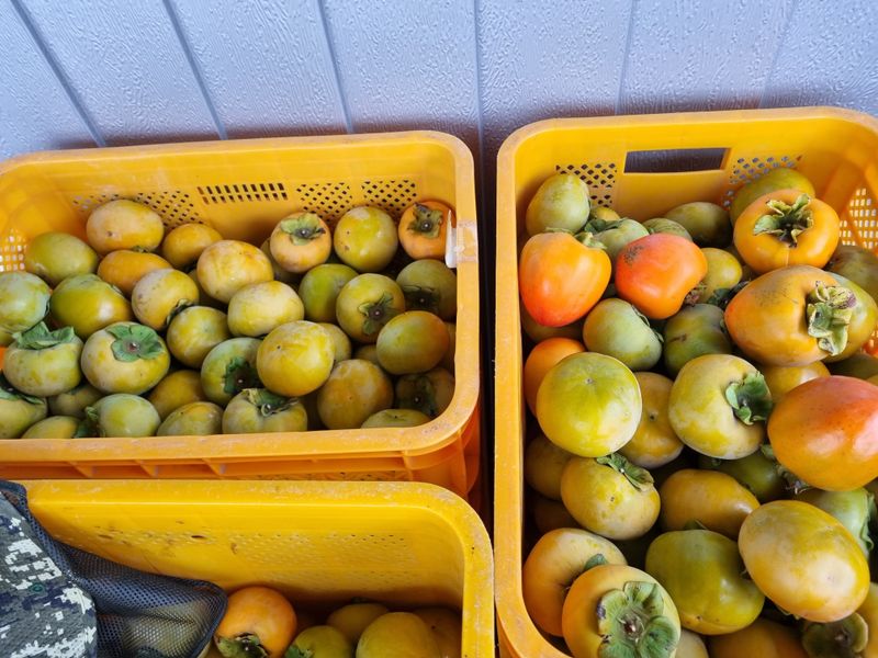 해풍맞은 맛있는 감님의 장터 판매 상품 [단감10Kg 25.000 ] 첨부 사진