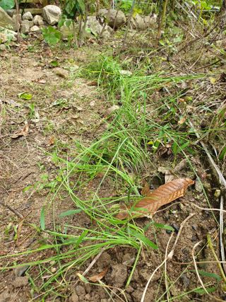 샤이니바다님의 파 · 영농일지 작성글 사진