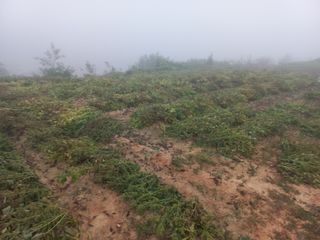 한태훈님의 들깨 · 영농일지 작성글 사진