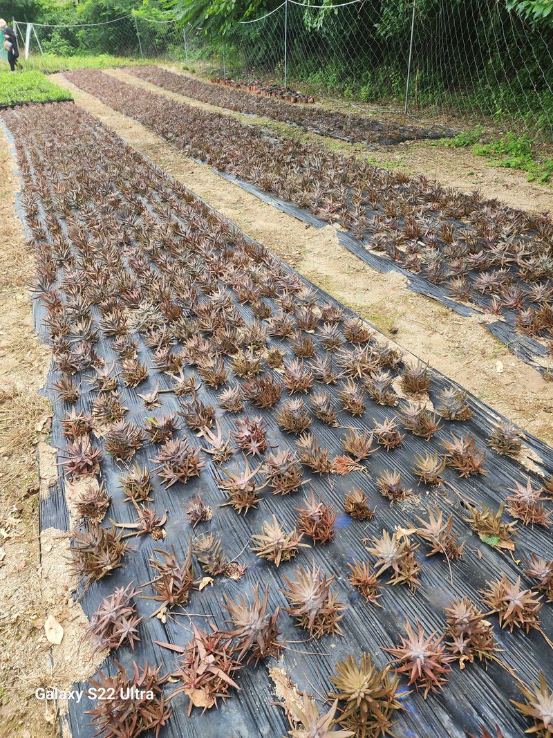 약초원 김종군님의 장터 판매 상품 [100%와송원액60포1박스] 첨부 사진