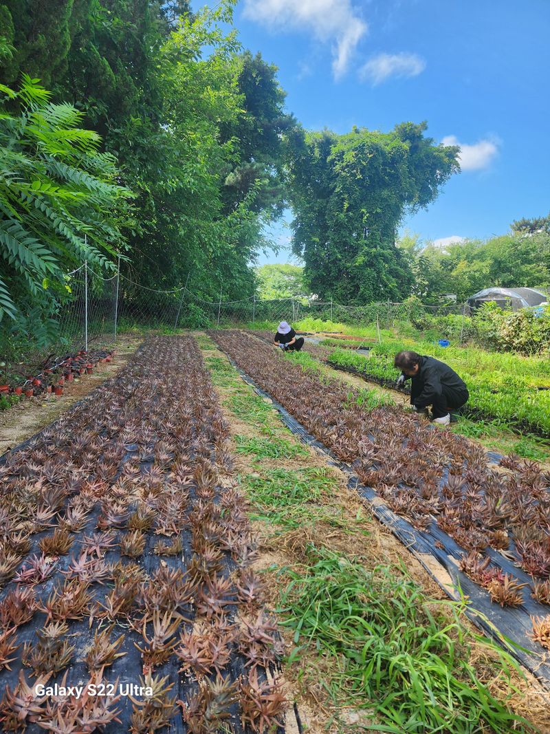 약초원 김종군님의 장터 판매 상품 [100%와송원액60포1박스] 첨부 사진