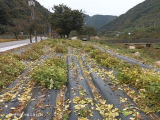 엄재식님의 들깨 · 영농일지 작성글 사진