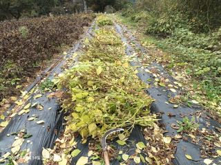 엄재식님의 들깨 · 영농일지 작성글 사진