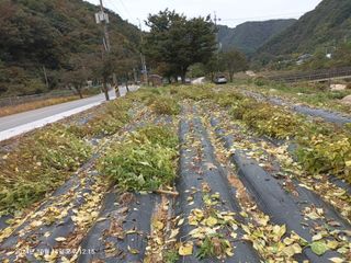 엄재식님의 들깨 · 영농일지 작성글 사진