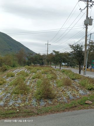엄재식님의 들깨 · 영농일지 작성글 사진