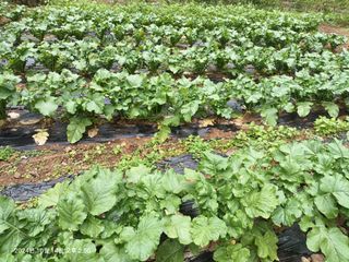 엄재식님의 들깨 · 영농일지 작성글 사진