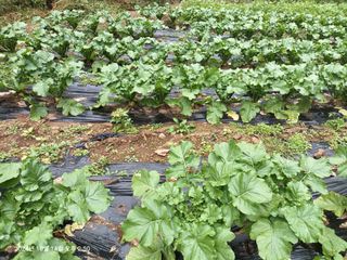 엄재식님의 들깨 · 영농일지 작성글 사진