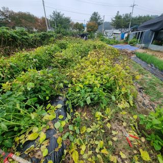 정민지호맘님의 들깨 · 영농일지 작성글 사진