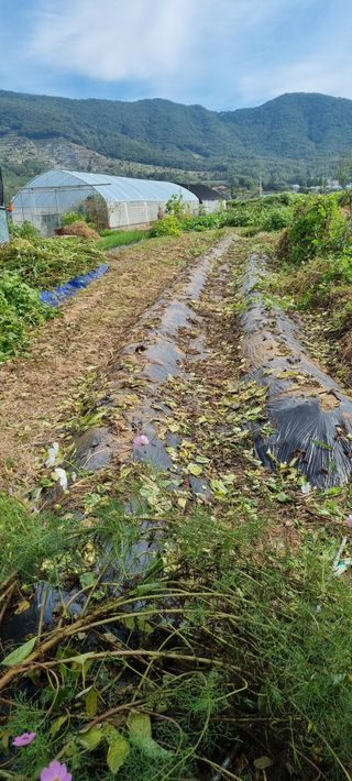 정민지호맘님의 들깨 · 영농일지 작성글 사진