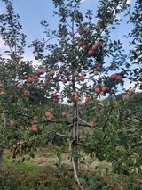 팜모닝 자유주제·자유게시판 게시글 이미지