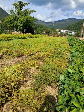 시금치6035님의 들깨 · 영농일지 작성글 사진