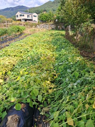 시금치6035님의 들깨 · 영농일지 작성글 사진