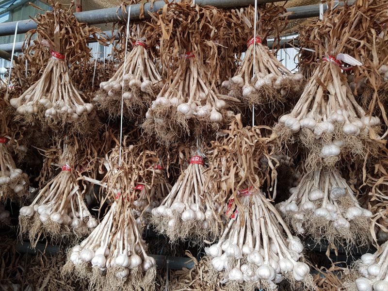 장터 상품 [옛날에 내려은 마늘 토종] 썸네일