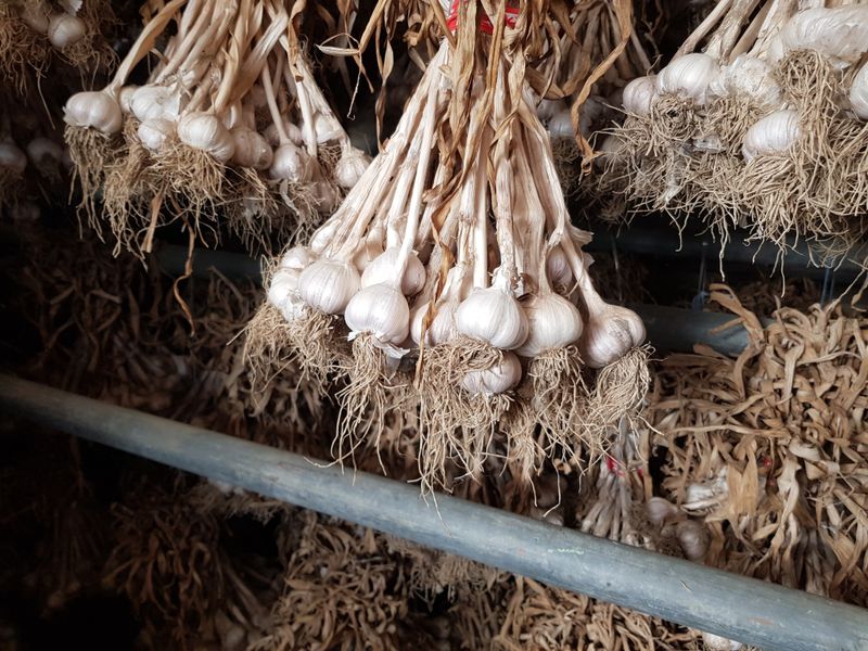 아리랑님의 장터 판매 상품 [옛날에 내려은 마늘 토종] 첨부 사진