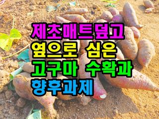 꿈꾸는텃밭님의 고구마 · 영농일지 작성글 사진