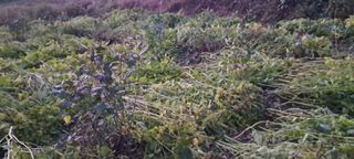 이영미님의 들깨 · 영농일지 작성글 사진