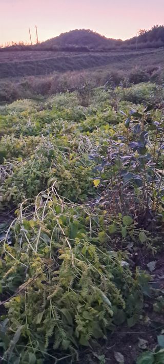 이영미님의 들깨 · 영농일지 작성글 사진