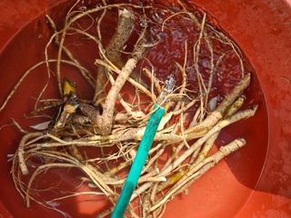 왕개미님의 두릅 · 영농일지 작성글 사진