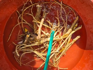 왕개미님의 두릅 · 영농일지 작성글 사진