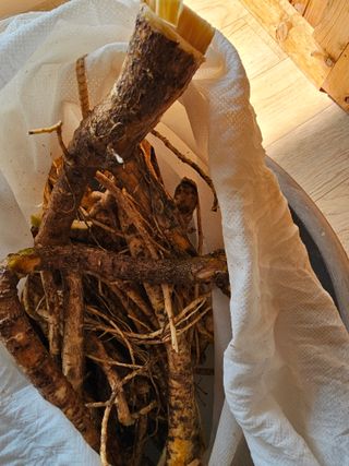 왕개미님의 두릅 · 영농일지 작성글 사진