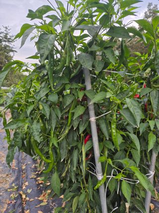 김종열님의 고추 · 영농일지 작성글 사진