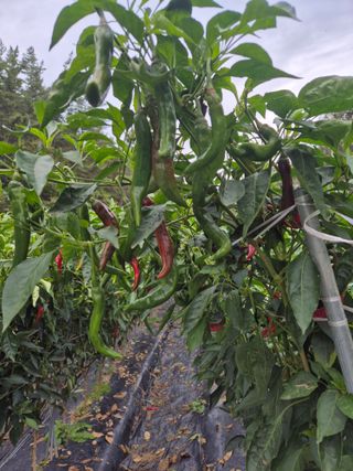 김종열님의 고추 · 영농일지 작성글 사진