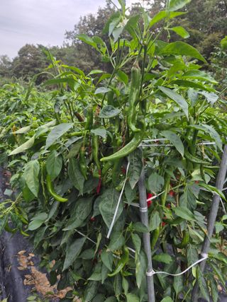 김종열님의 고추 · 영농일지 작성글 사진