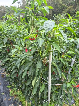 김종열님의 고추 · 영농일지 작성글 사진