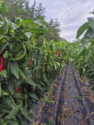 김종열님의 고추 · 영농일지 작성글 사진