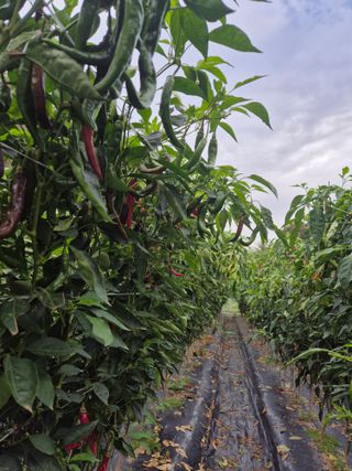 김종열님의 고추 · 영농일지 작성글 사진