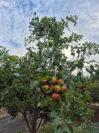 김종열님의 고추 · 영농일지 작성글 사진