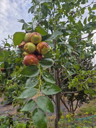김종열님의 고추 · 영농일지 작성글 사진