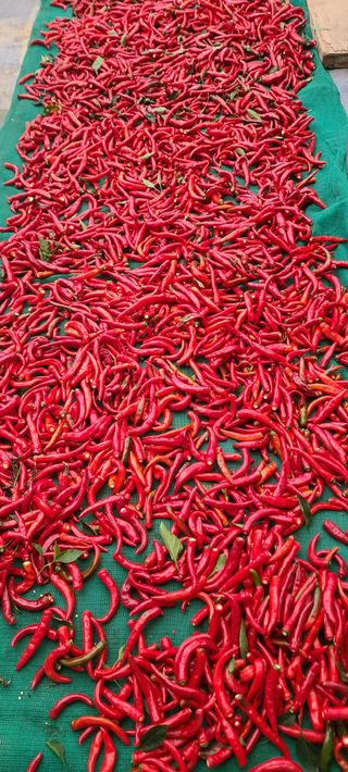 정진해님의 자유주제 · 자유게시판 작성글 사진