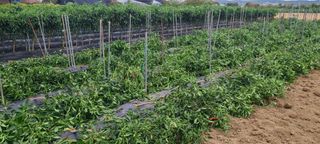 정진해님의 자유주제 · 자유게시판 작성글 사진