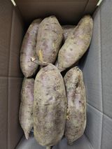 팜모닝 고구마·영농일지 게시글 이미지